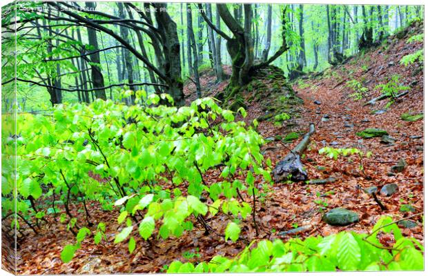 Narrow steep mountain path in a rainy forest with fallen leaves. Canvas Print by Sergii Petruk