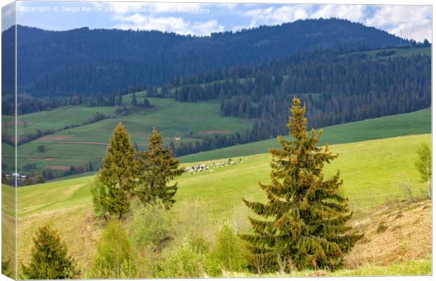 Single pines grow on the hillside in the Carpathians. Far away a flock of sheep graze. Mountain landscape, coniferous forests. Canvas Print by Sergii Petruk
