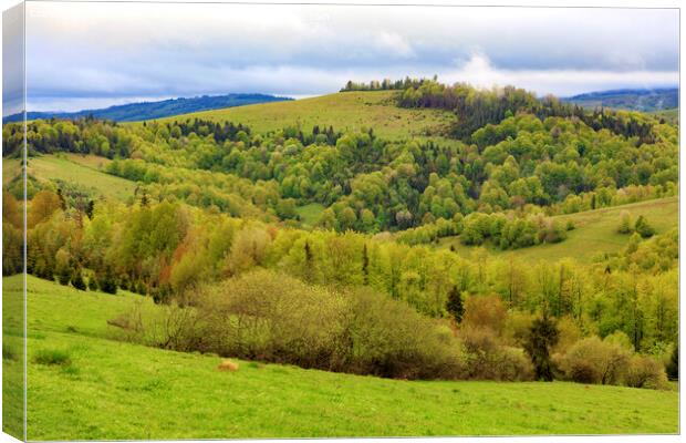 The hills of the Carpathian mountains are overgrown with young deciduous trees, the view of the spring Carpathians from a height. Canvas Print by Sergii Petruk