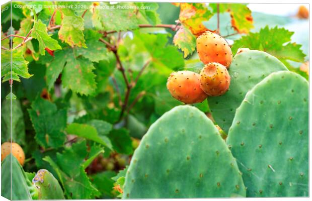 Fruits of an orange ripe sweet cactus prickly pear cactuson a young light green plant. Canvas Print by Sergii Petruk