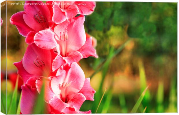 Delicate pink-red gladiolus blooms in the garden Canvas Print by Sergii Petruk