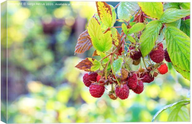 A branch with ripe raspberries in the autumn garden, close-up. Canvas Print by Sergii Petruk