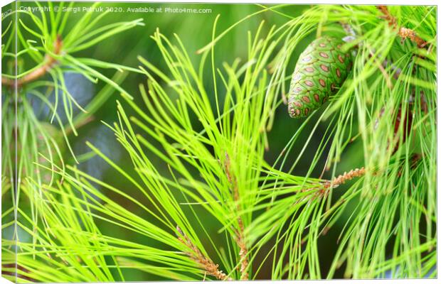 Young spruce cone on a lush coniferous tree branch, close-up. Canvas Print by Sergii Petruk