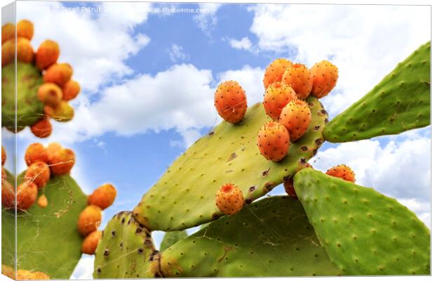 Fruits of an orange ripe sweet cactus of prickly pear prickly pear cactus against the background of a blue slightly cloudy sky. Canvas Print by Sergii Petruk