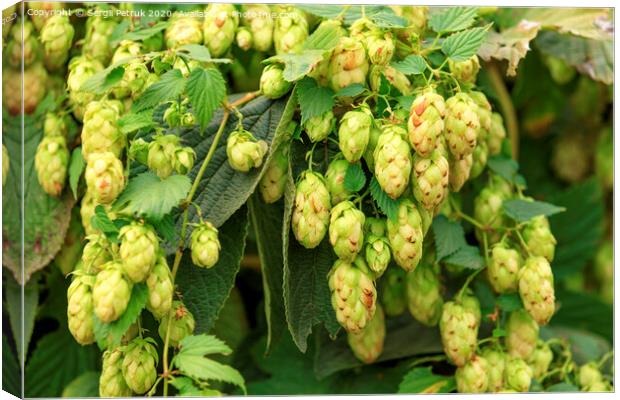 Cones of aromatic hops hang down in dense racemes. Canvas Print by Sergii Petruk