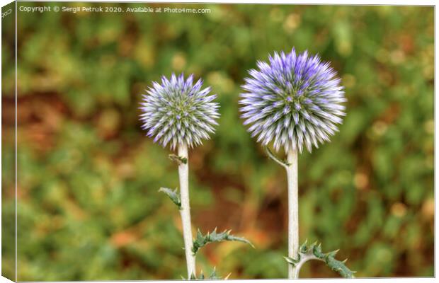 A round flower of a spike of spherical form of lilac color. Canvas Print by Sergii Petruk
