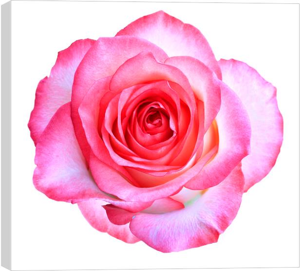 Bud of a blooming beautiful pink rose is isolated on a white background. Canvas Print by Sergii Petruk
