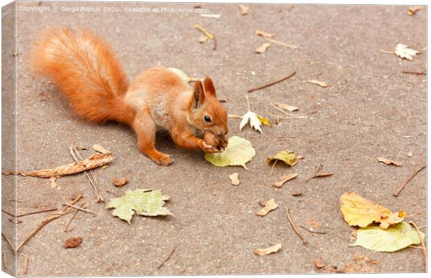 Red squirrel nibbles a walnut in the autumn. Canvas Print by Sergii Petruk
