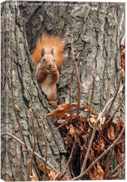 A small orange squirrel sits high on a tree in the autumn in the park and nibbles a walnut. Canvas Print by Sergii Petruk