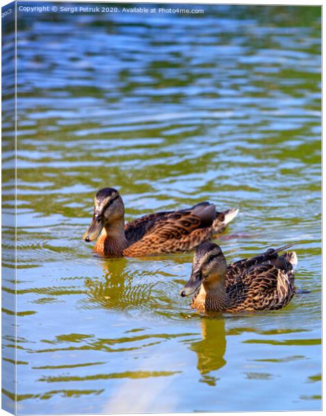 Two wild brown cute ducks swimming together, close-up. Canvas Print by Sergii Petruk
