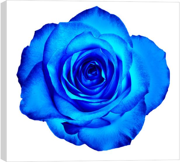 A bud of a beautiful blooming rose in classic blue color is isolated on a white background. Canvas Print by Sergii Petruk