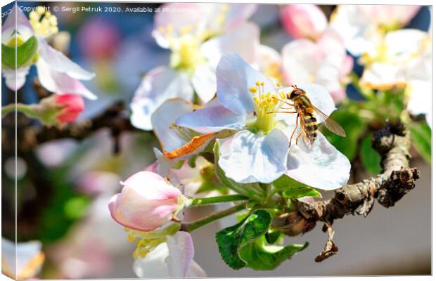 A fly that looks like a bee sits on a flower of an apple tree and eats pollen. Canvas Print by Sergii Petruk