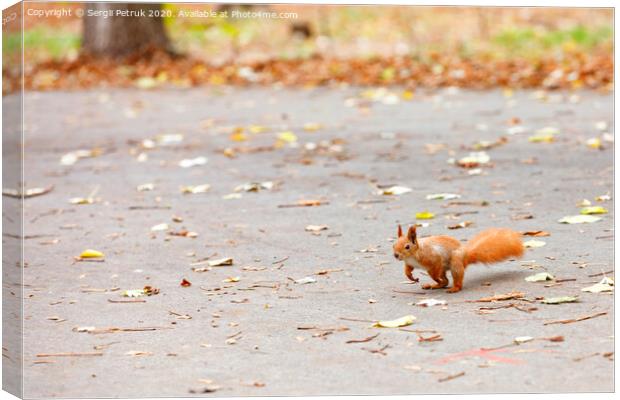 An orange squirrel with a magnificent fluffy tail prepares to jump for a treat. Canvas Print by Sergii Petruk