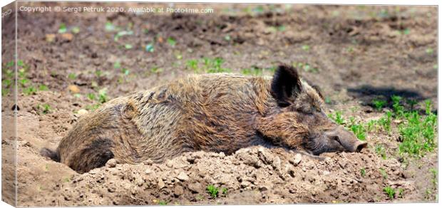 Wild boar sleeps peacefully buried in mud in the embrace of the sun's rays. Canvas Print by Sergii Petruk