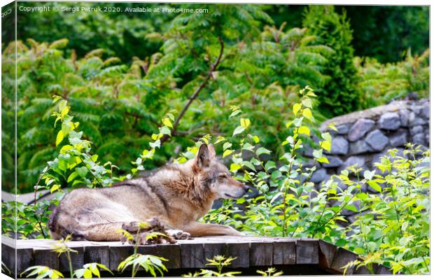 The wolf lies on a wooden platform, resting after dinner, against a background of blurred green foliage and a stone wall. Canvas Print by Sergii Petruk