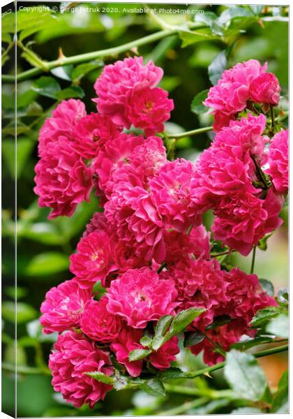 Delicate pink-red beautiful flowers of climbing roses blooming in the summer garden, close-up. Canvas Print by Sergii Petruk