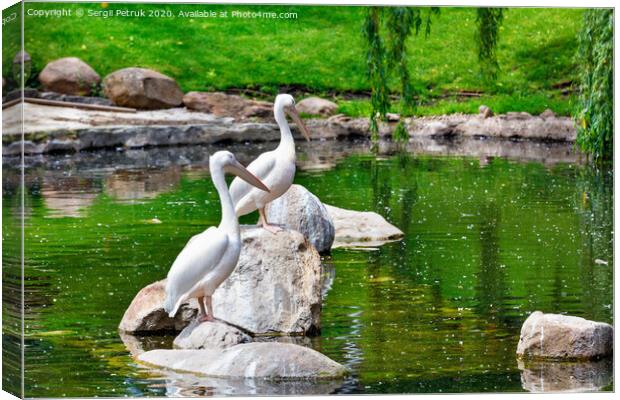 A pair of white pelicans are resting on stone boulders in the middle of a forest lake. Canvas Print by Sergii Petruk