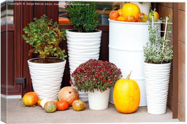 Autumn still life at the entrance of the house, pumpkins of various sizes and autumn chrysanthemum flowers in large snow-white pots. Canvas Print by Sergii Petruk