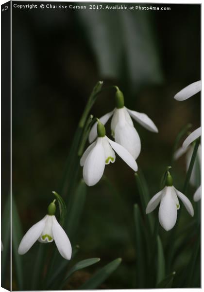 Snow drops in spring Canvas Print by Charisse Carson