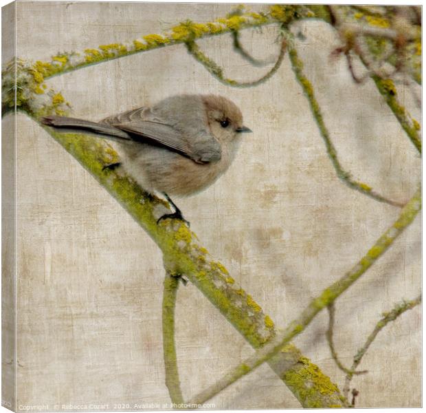 BushTit Canvas Print by Rebecca Cozart