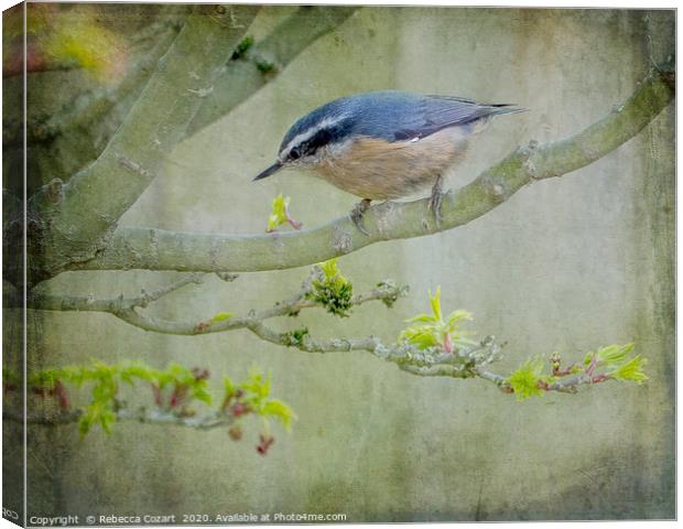 Nuthatch Canvas Print by Rebecca Cozart