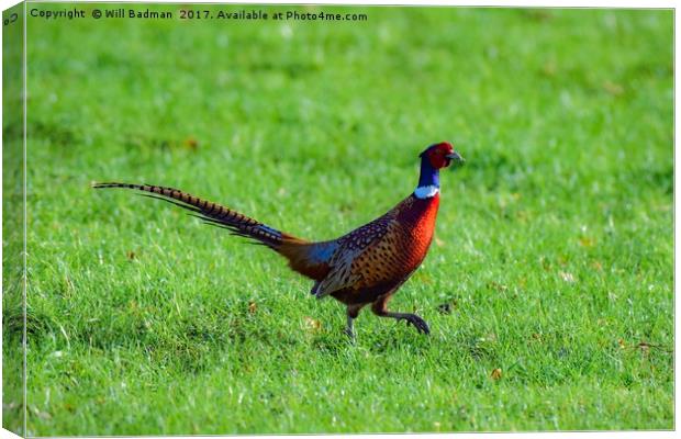 Pheasant in a field at Yeovil Somerset Uk Canvas Print by Will Badman