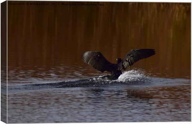 Cormorant landing in the lake @ Ham Wall Meare.  Canvas Print by Will Badman