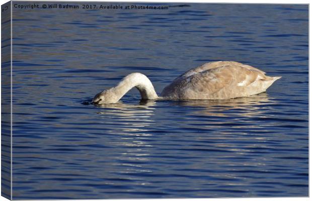 Swan on the lake at Ham Wall Nature Reserve Meare Canvas Print by Will Badman