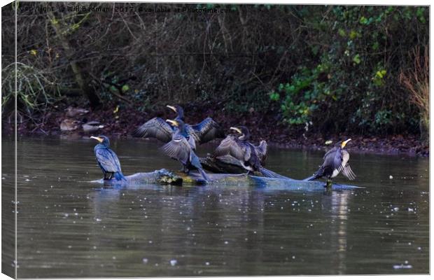Cormorants drying there wings on a tree Canvas Print by Will Badman
