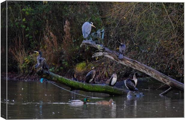 Heron and cormorants on a fallen tree in Chard  Canvas Print by Will Badman