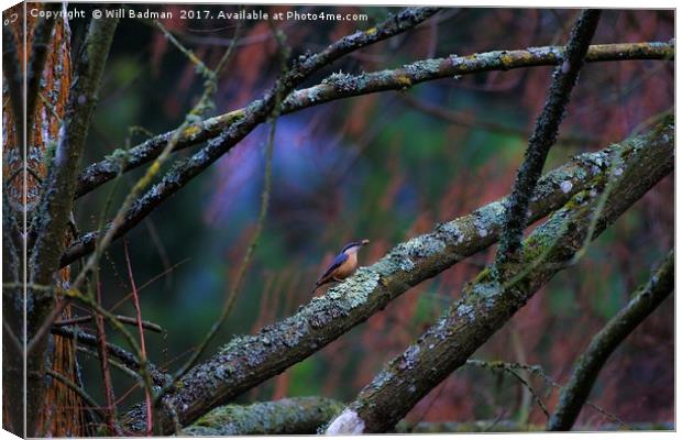 Nuthatch eating a nut at Ninesprings Yeovil Canvas Print by Will Badman