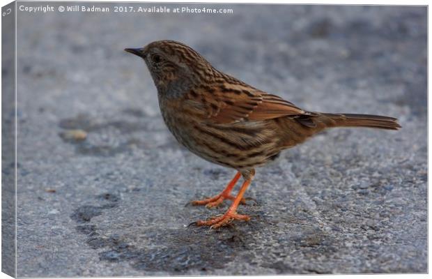 Dunnock on the path at Ninesprings Yeovil Somerset Canvas Print by Will Badman