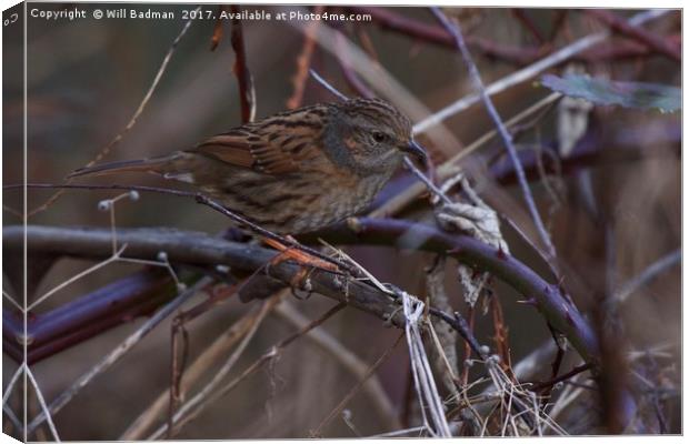Dunnock In a hedge at Ninesprings Yeovil Somerset Canvas Print by Will Badman