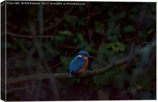 Kingfisher on a branch at Ninesprings Yeovil  Canvas Print by Will Badman