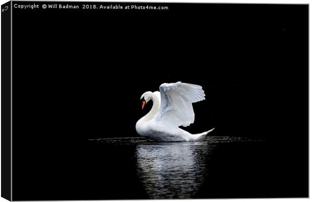 Swan stretching its wings on the lake in Yeovil Canvas Print by Will Badman