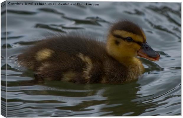 Newly Hatched Duckling  Canvas Print by Will Badman