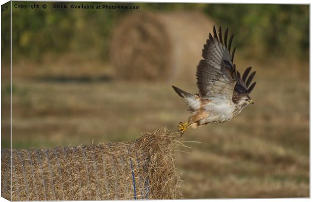 Buzzard taking off from a hay bale Canvas Print by Will Badman