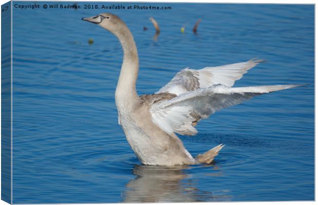 Young Swan on a lake flapping its wings Canvas Print by Will Badman