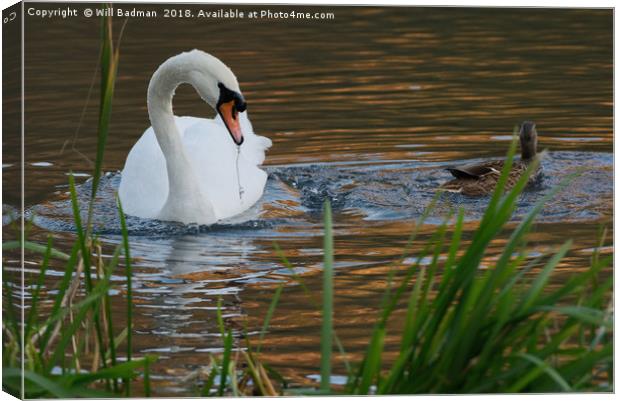 Swan and Duck on a Lake in Ninesprings Yeovil Some Canvas Print by Will Badman