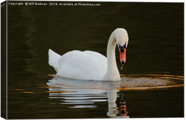 Swan on a Lake in Ninesprings Yeovil Somerset UK  Canvas Print by Will Badman