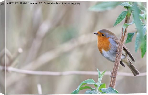 Robin in a Tree at Ninesprings Yeovil Canvas Print by Will Badman