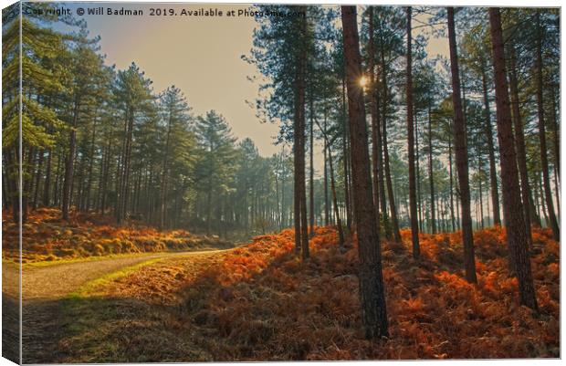 Sun rays through Sandford Forest Dorset Canvas Print by Will Badman
