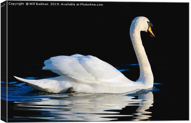 Swan swimming on a lake in Yeovil Somerset  Canvas Print by Will Badman