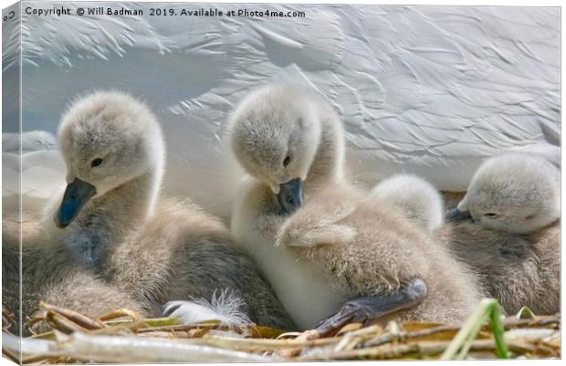 Two Day Old Cygnets Canvas Print by Will Badman