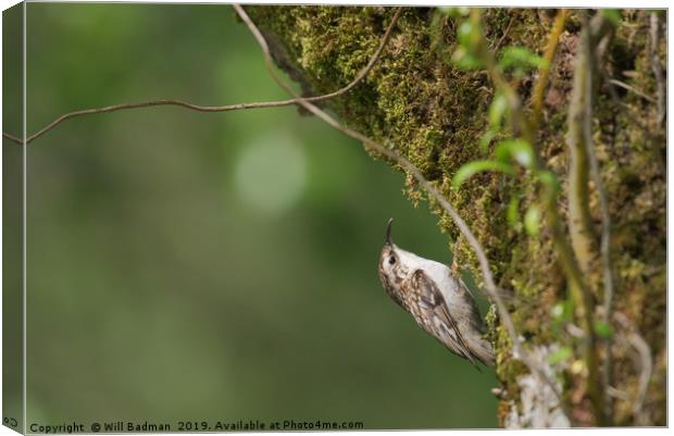Tree Creeper on a tree covered in moss Canvas Print by Will Badman