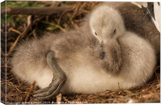 Two Day Old Cygnet  Canvas Print by Will Badman