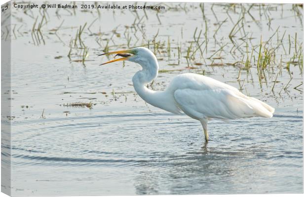 Great Egret With a Fish Canvas Print by Will Badman
