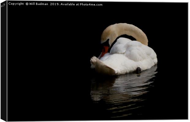 Elegant Swan Resting Canvas Print by Will Badman