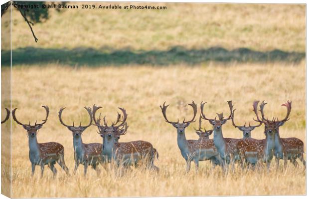 Fallow Buck line up Canvas Print by Will Badman