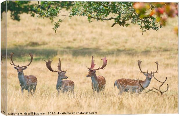 Fallow Bucks Under The Trees Canvas Print by Will Badman